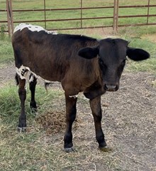 DON x Moonlight bull calf 